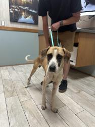 Reunited Male Dog last seen 48th st in between broadway and main, Mesa, AZ 85206
