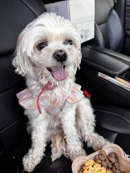 Found/Stray Unknown Dog last seen North & Bloomingdale, Glen Ellyn, IL 60137