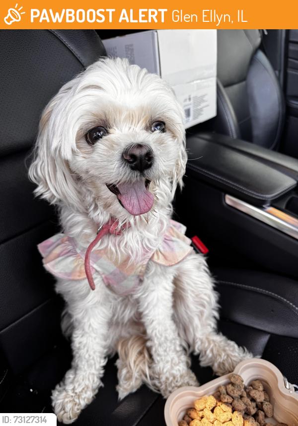 Found/Stray Unknown Dog last seen North & Bloomingdale, Glen Ellyn, IL 60137