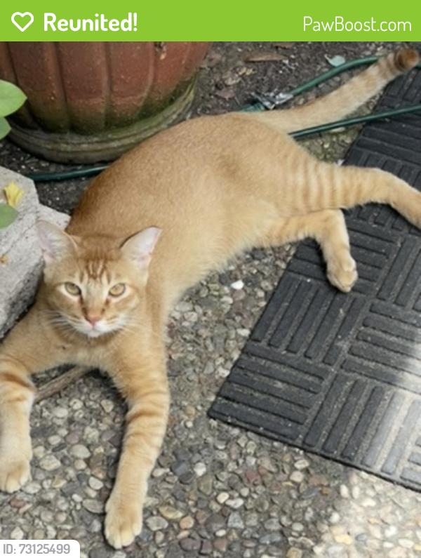 Reunited Male Cat last seen Near Encino Lane Sugarland Tx 77478, Sugar Land, TX 77478