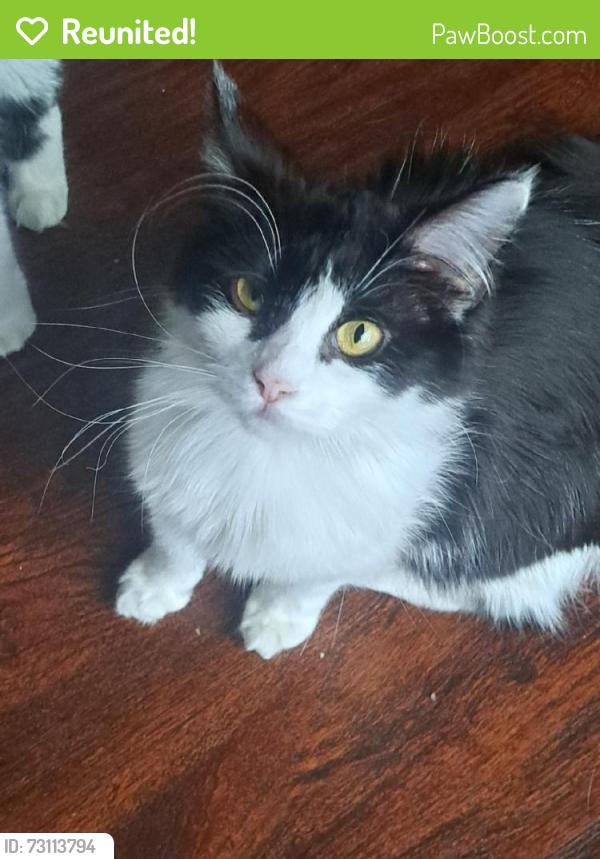 Reunited Female Cat last seen Water World, Thornton, CO 80260