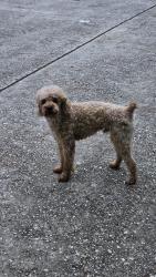 Reunited Male Dog last seen Villa Oaks, The Woodlands, TX 77382