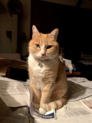 Lost Male Cat last seen Corner of 31st St & B Avenue (1 block from forest), Anacortes, WA 98221