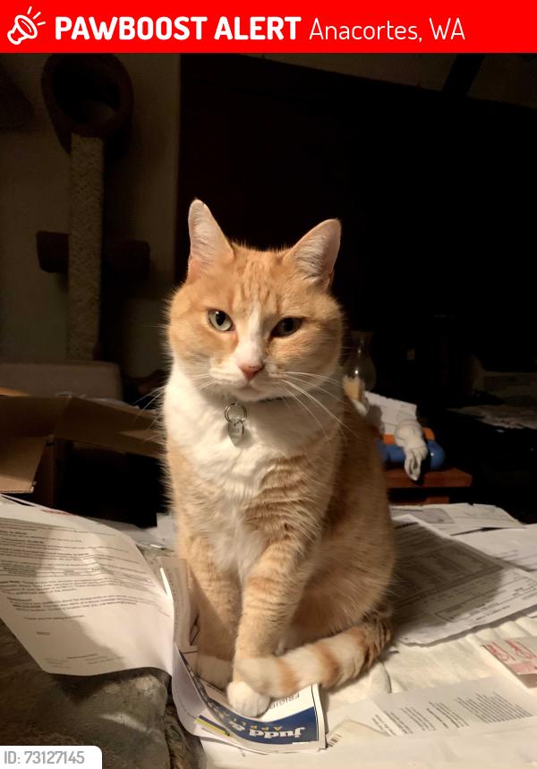 Lost Male Cat last seen Corner of 31st St & B Avenue (1 block from forest), Anacortes, WA 98221