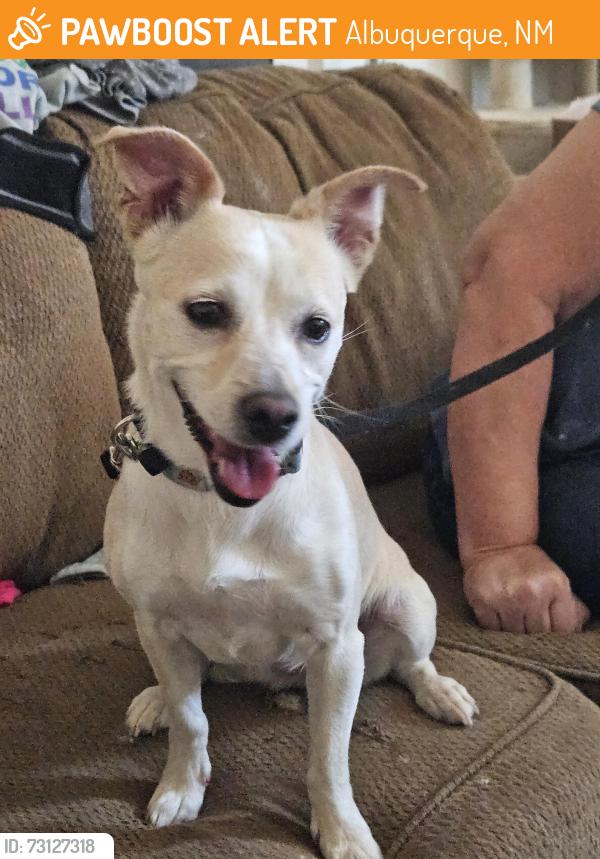 Found/Stray Unknown Dog last seen BernCo, Albuquerque, NM 87102