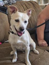 Found/Stray Unknown Dog last seen BernCo, Albuquerque, NM 87102