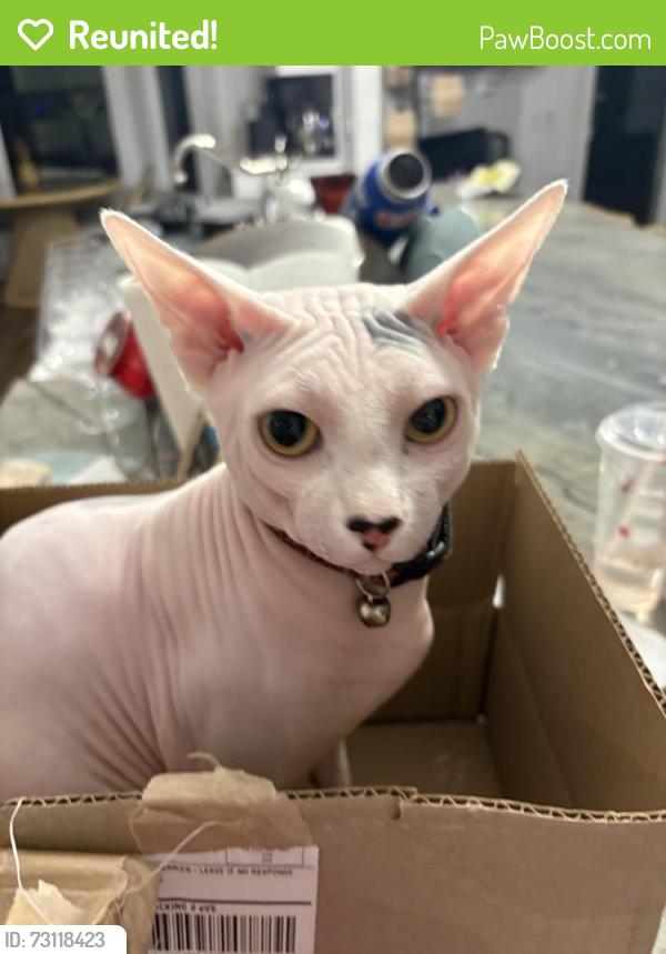 Reunited Male Cat last seen Ocean walk neighborhood area, Atlantic Beach, FL 32233