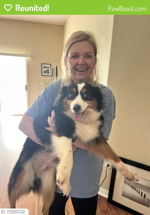 Reunited Female Dog last seen Intersection of Champions and International Golf Drive, Daytona Beach, FL 32124