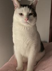 Lost Male Cat last seen Mazenod, Québec, QC G1K 2H8