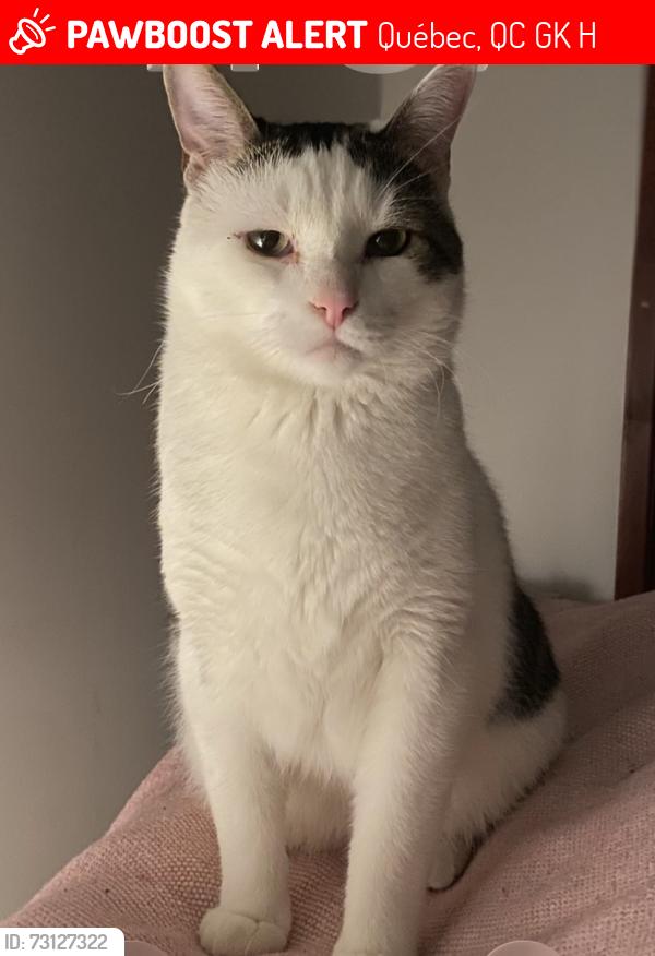 Lost Male Cat last seen Mazenod, Québec, QC G1K 2H8
