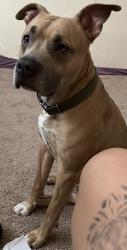 Reunited Male Dog last seen Bethabara Area, Winston-Salem, NC 27108