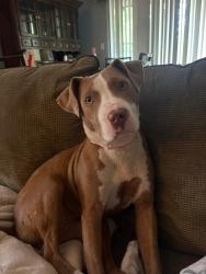 Reunited Female Dog last seen Eglin Federal Credit Union, Pace Florida 32571, Pace, FL 32571
