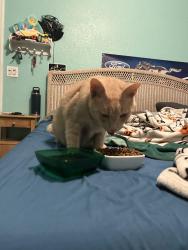 Reunited Male Cat last seen Near 15th Street palm harbor, Palm Harbor, FL 34683
