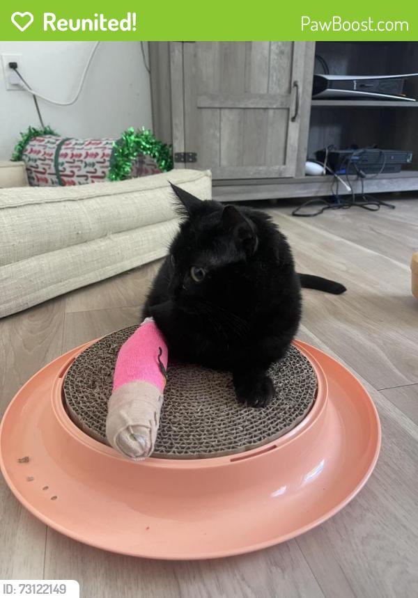 Reunited Female Cat last seen Sw hermoso Wy and sw 72nd in tigard, Tigard, OR 97223