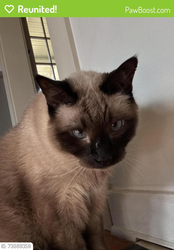 Reunited Female Cat last seen Near SE 43rd Ave, Portland, OR, 97215, Portland, OR 97215