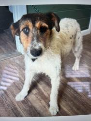Reunited Female Dog last seen Near Michigan Humane Society, Ford Road & Newburgh Road, Westland, Mzin, Westland, MI 48185
