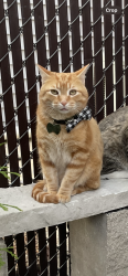Lost Male Cat last seen 19th St & S 58th Ct, Cicero, IL 60804
