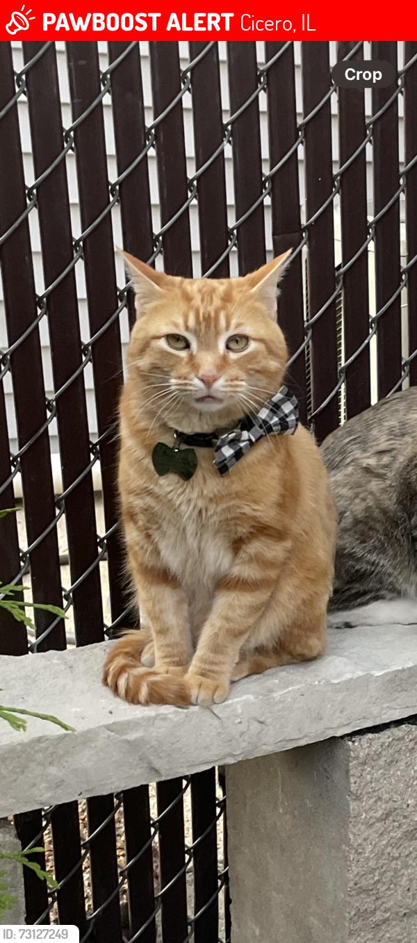 Lost Male Cat last seen 19th St & S 58th Ct, Cicero, IL 60804
