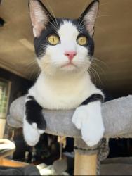 Reunited Male Cat last seen Between neilson way and bernard, Santa Monica, CA 90405