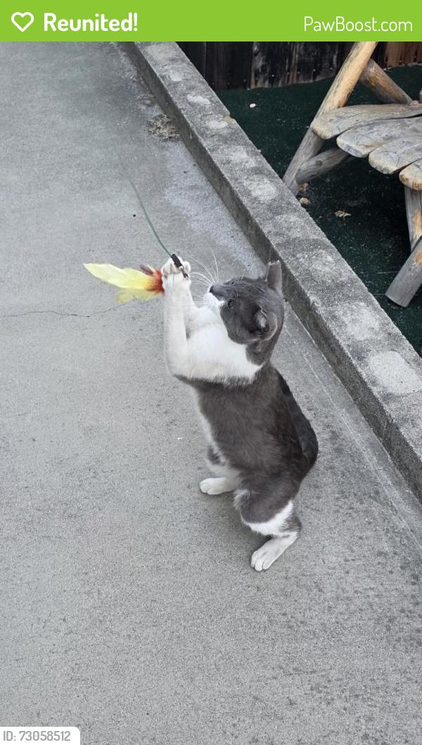 Reunited Male Cat last seen Rancho Fanita Drive, Santee, CA 92071