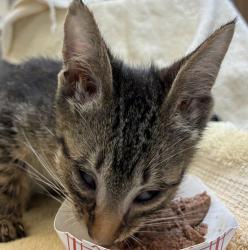 Shelter Stray Male Cat last seen SW Madison st and SW 3rd ave, OR, 1700 W Historic Columbia River Hwy, Troutdale, OR 97060, USA