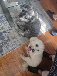 Reunited Male Dog last seen Clifton ave and Bloomfield ave Newark, Newark, NJ 07104