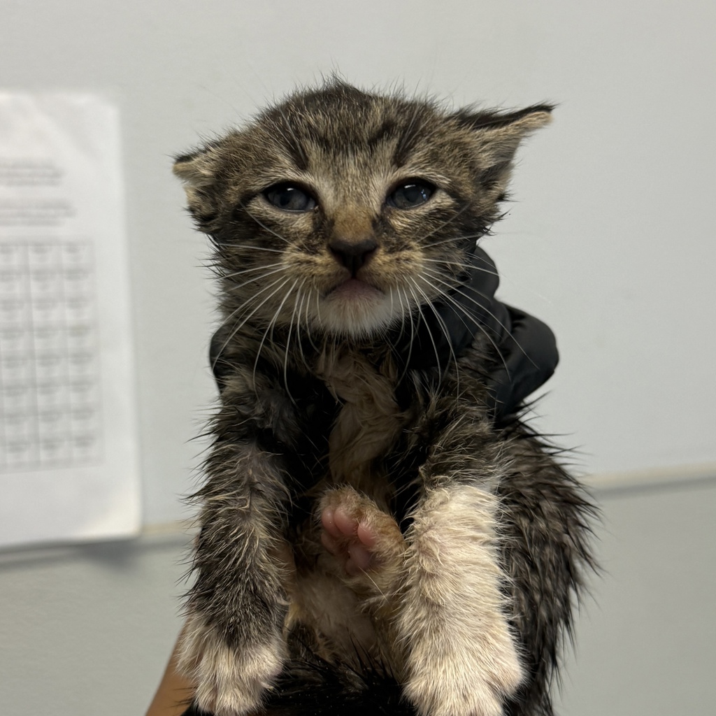 Shelter Stray Female Cat last seen Bullock Drive, San Diego, CA, 92114, 5500 Gaines St, San Diego, CA 92110, USA