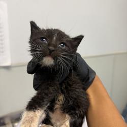 Shelter Stray Female Cat last seen Bullock Drive, San Diego, CA, 92114, 5500 Gaines St, San Diego, CA 92110, USA