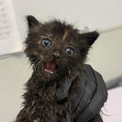 Shelter Stray Female Cat last seen Bullock Drive, San Diego, CA, 92114, 5500 Gaines St, San Diego, CA 92110, USA