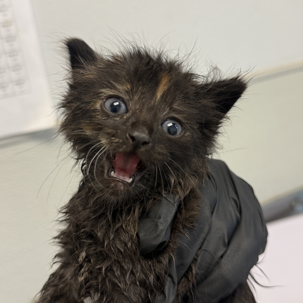 Shelter Stray Female Cat last seen Bullock Drive, San Diego, CA, 92114, 5500 Gaines St, San Diego, CA 92110, USA