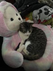 Lost Male Cat last seen 55th & Charles Page, Tulsa, OK 74127
