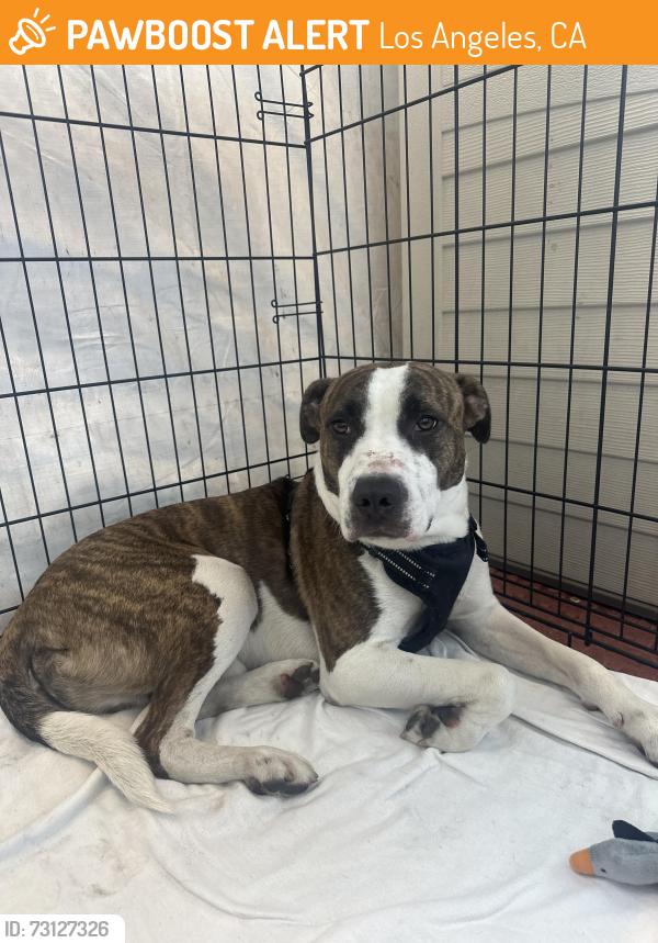 Found/Stray Male Dog last seen 120th and Wilmington, Los Angeles, CA 90059