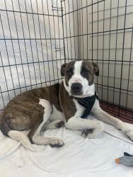 Found/Stray Male Dog last seen 120th and Wilmington, Los Angeles, CA 90059