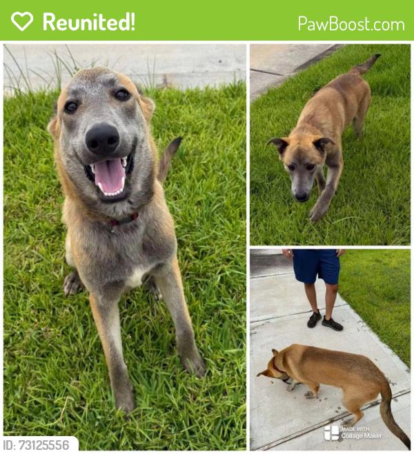 Reunited Male Dog last seen Hwy359, Fort Bend County, TX 77441