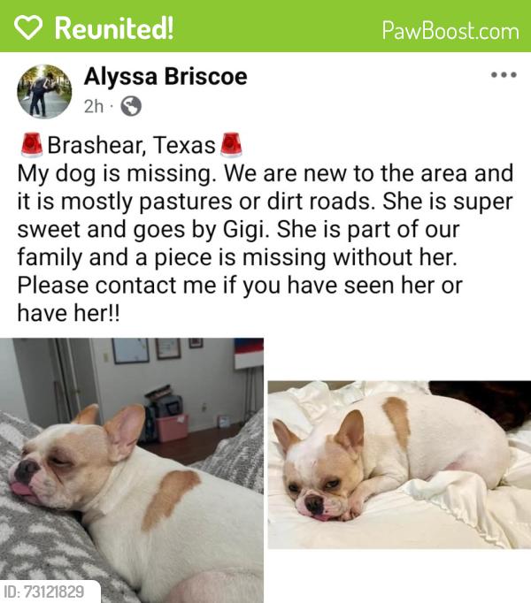 Reunited Female Dog last seen County road 1157, brashear, tx, Brashear, TX 75420