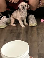Reunited Male Dog last seen Ruth Ann, Dallas, TX 75228