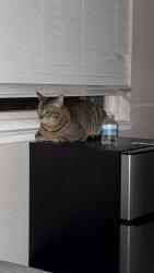 Reunited Male Cat last seen Near east g st, Ontario, CA 91764