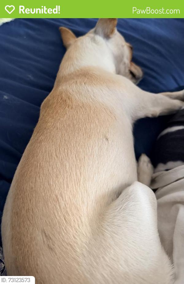 Reunited Female Dog last seen Buena Vista, Yucca Valley, CA 92286