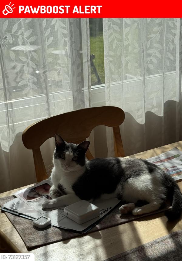 Lost Female Cat last seen Ledgestone and Steffens, Waterford Township, MI 48329