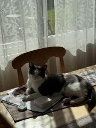 Lost Female Cat last seen Ledgestone and Steffens, Waterford Township, MI 48329