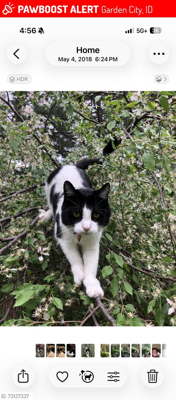 Lost Female Cat last seen Beachside Lane and Arney, Garden City, ID 83714