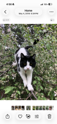 Lost Female Cat last seen Beachside Lane and Arney, Garden City, ID 83714