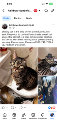 Lost Male Cat last seen South emerson, Idaho Falls, ID 83404