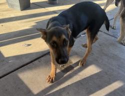 Reunited Male Dog last seen church/maple, Fresno, CA 93725