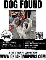 Found/Stray Unknown Dog last seen 141st / hwy 51, Coweta, OK 74429