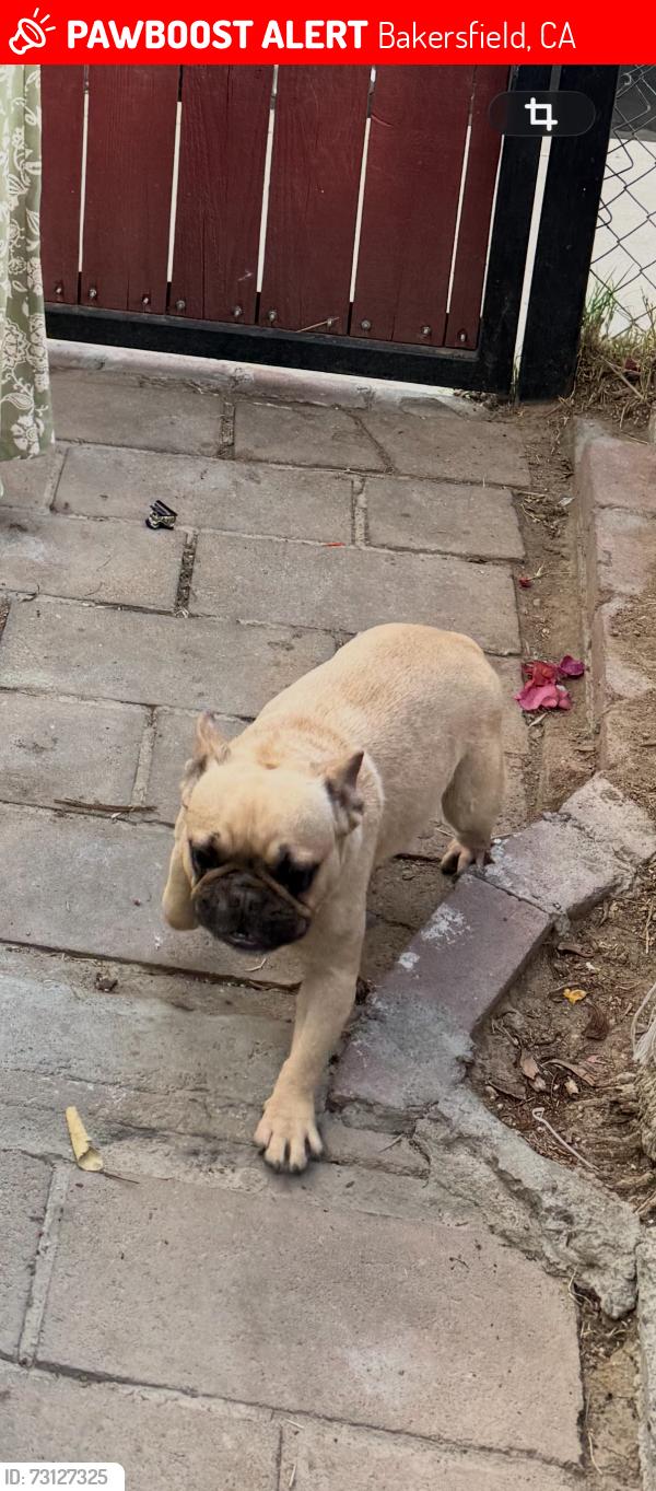 Lost Female Dog last seen Owens st and 9th st, Bakersfield, CA 93307