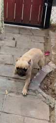 Lost Female Dog last seen Owens st and 9th st, Bakersfield, CA 93307