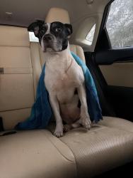 Reunited Female Dog last seen Woodruff, sc, Woodruff, SC 29388