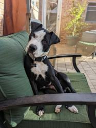 Reunited Female Dog last seen Tryon Library, Langley Ave & College Pkwy, Pensacola, FL 32504