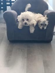 Reunited Male Dog last seen 112th and Washington, Northglenn, CO 80233